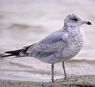 Ring-billed Gull