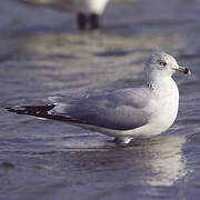 Ring-billed Gull