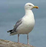 European Herring Gull