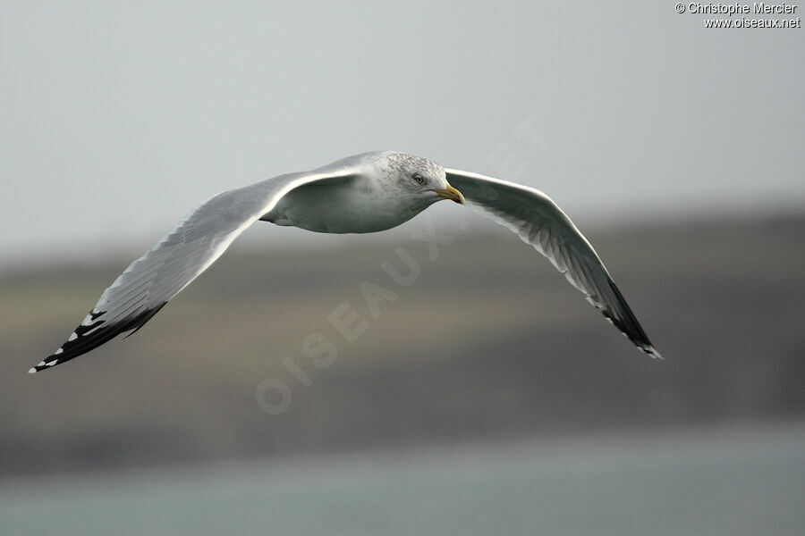 European Herring Gull