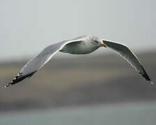 European Herring Gull