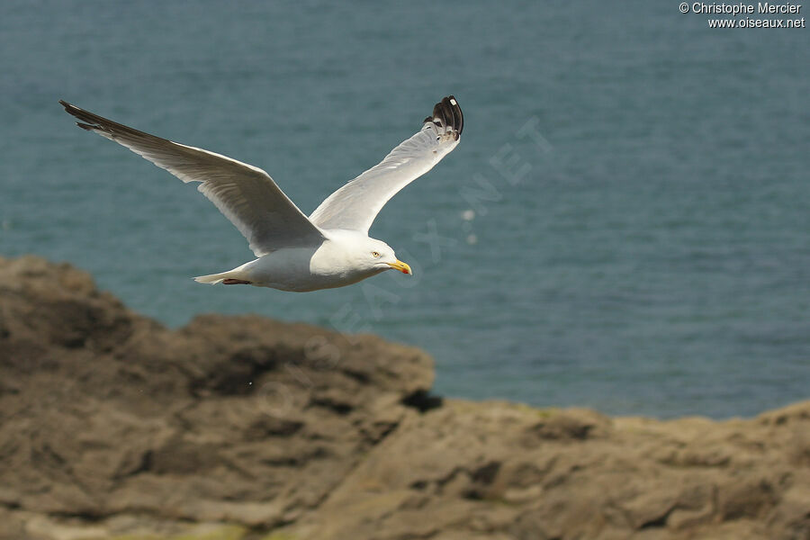 European Herring Gull