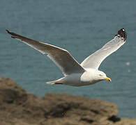 European Herring Gull