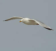 European Herring Gull