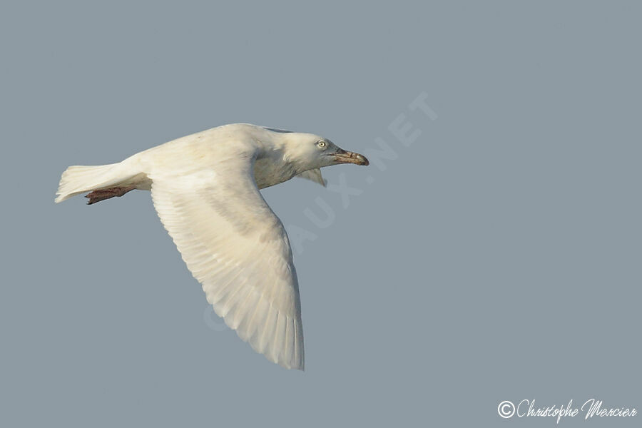 Glaucous Gull