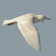 Glaucous Gull