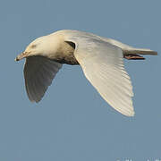 Glaucous Gull