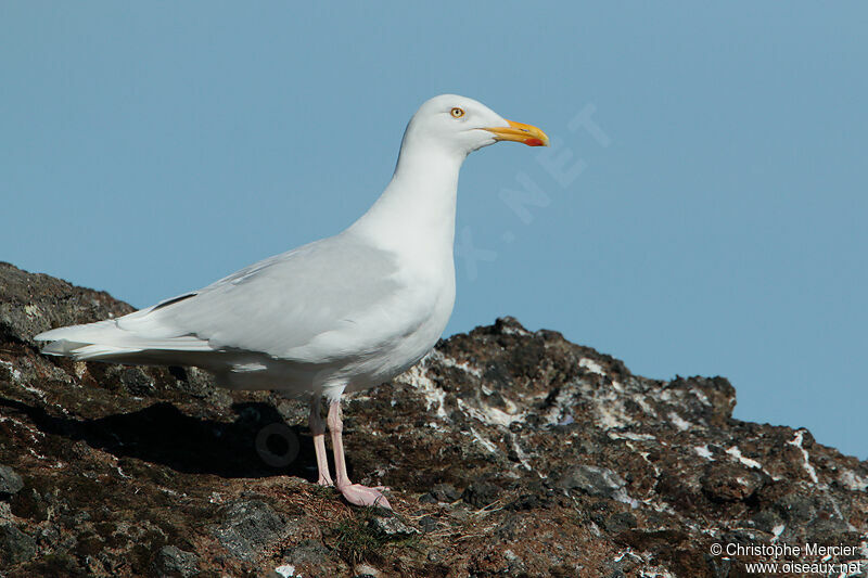 Glaucous Gull