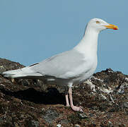 Glaucous Gull