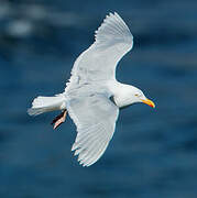 Glaucous Gull