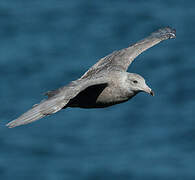 Glaucous Gull