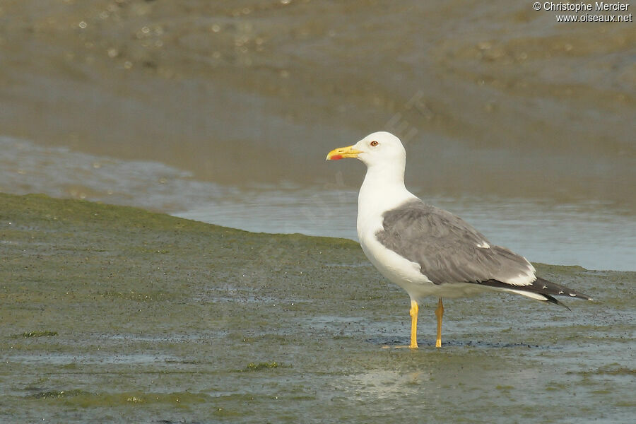 Lesser Black-backed Gull