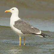 Lesser Black-backed Gull