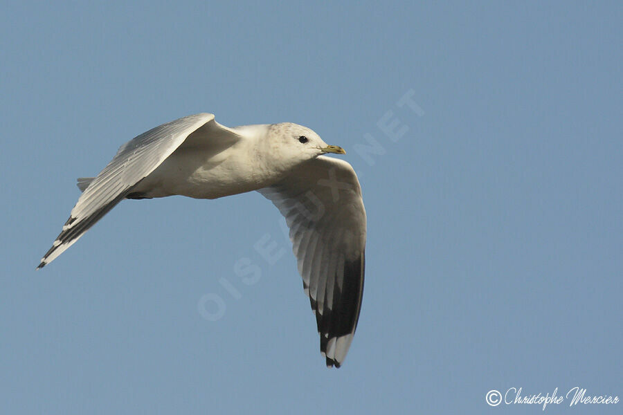 Common Gull