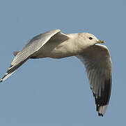 Common Gull