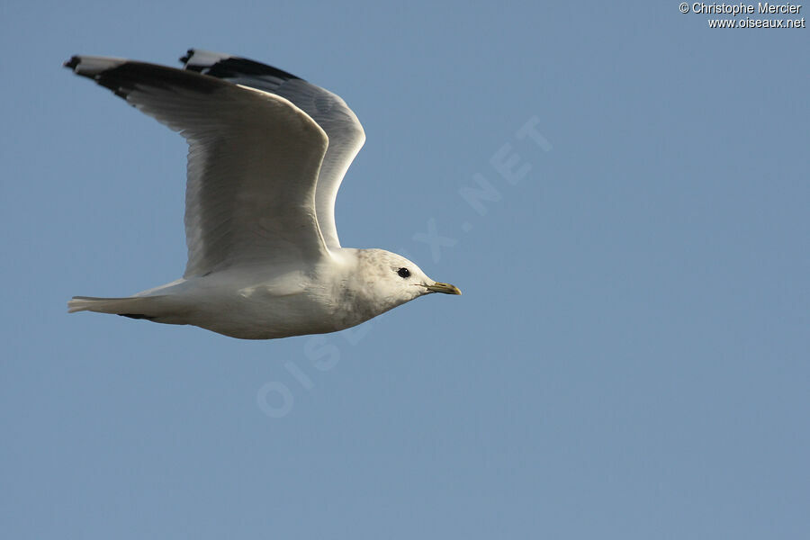 Mew Gull