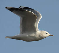 Common Gull