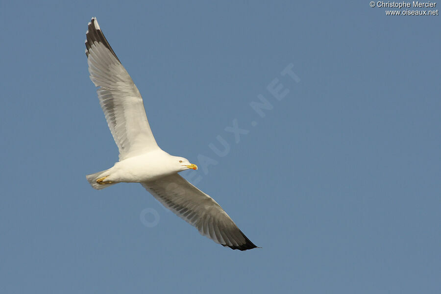 Yellow-legged Gull