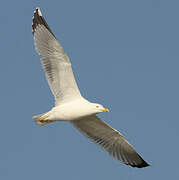 Yellow-legged Gull