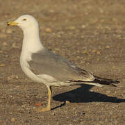 Yellow-legged Gull