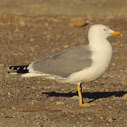 Yellow-legged Gull