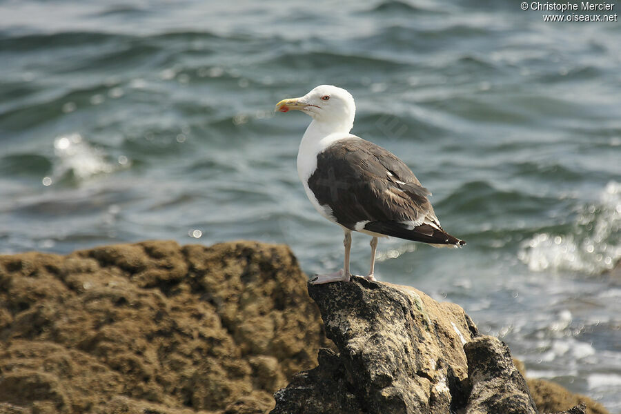 Great Black-backed Gull