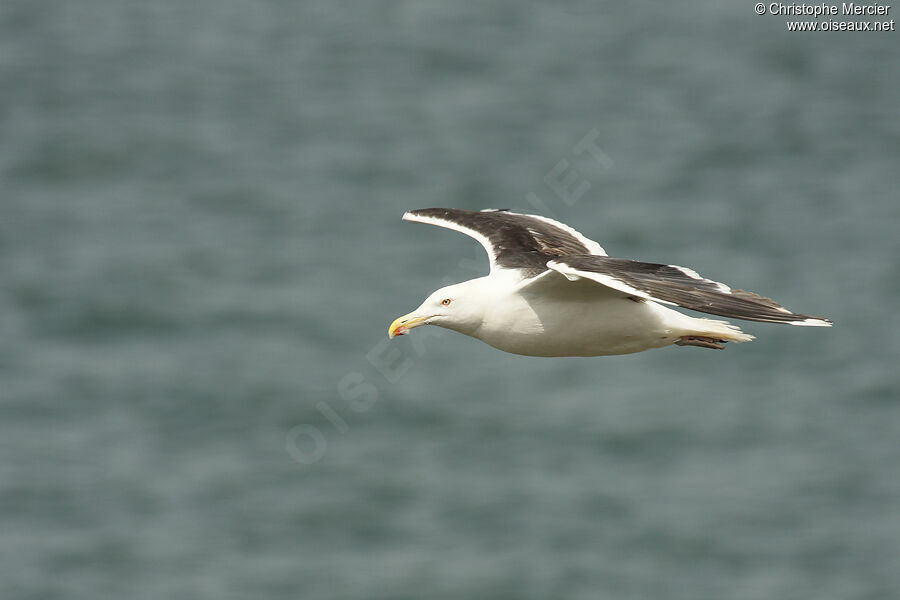 Great Black-backed Gull