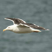 Great Black-backed Gull