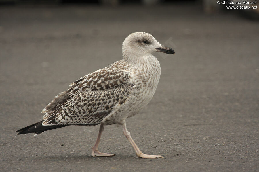 Great Black-backed Gull