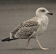 Great Black-backed Gull