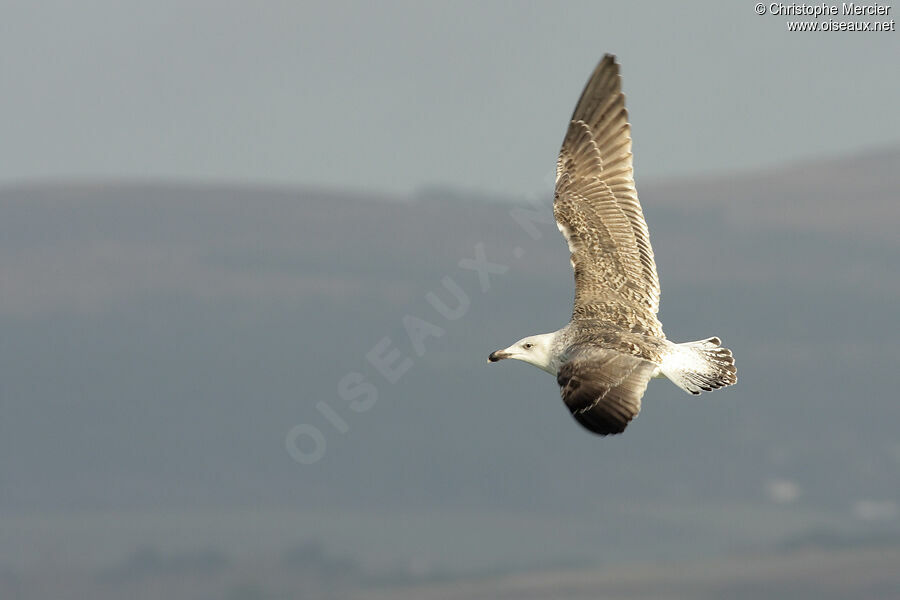 Great Black-backed Gull