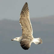 Great Black-backed Gull