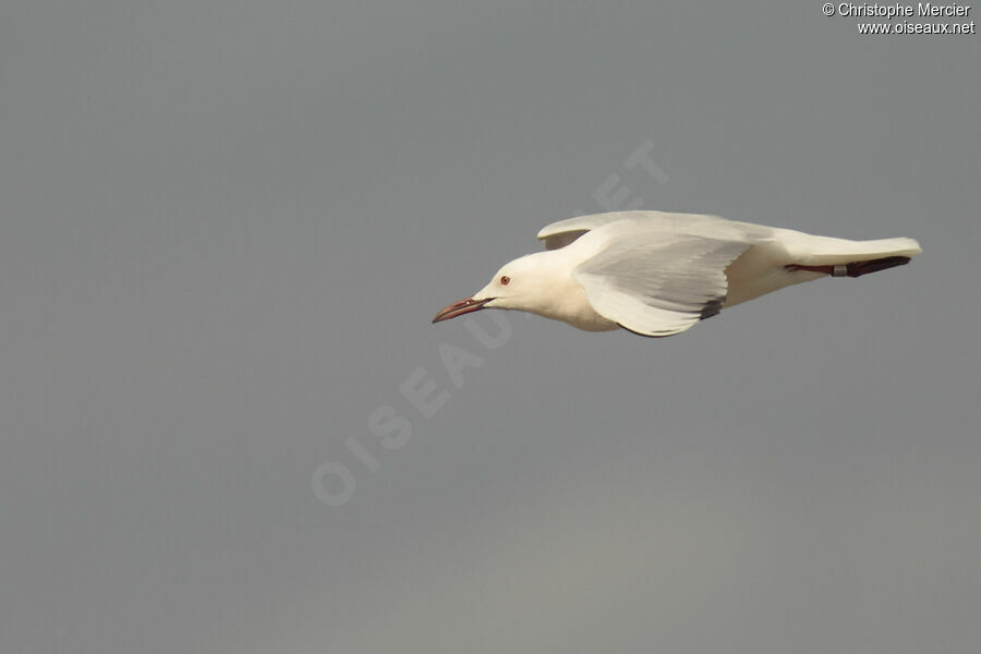 Slender-billed Gull