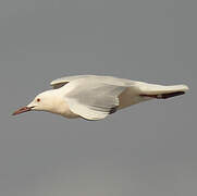 Slender-billed Gull