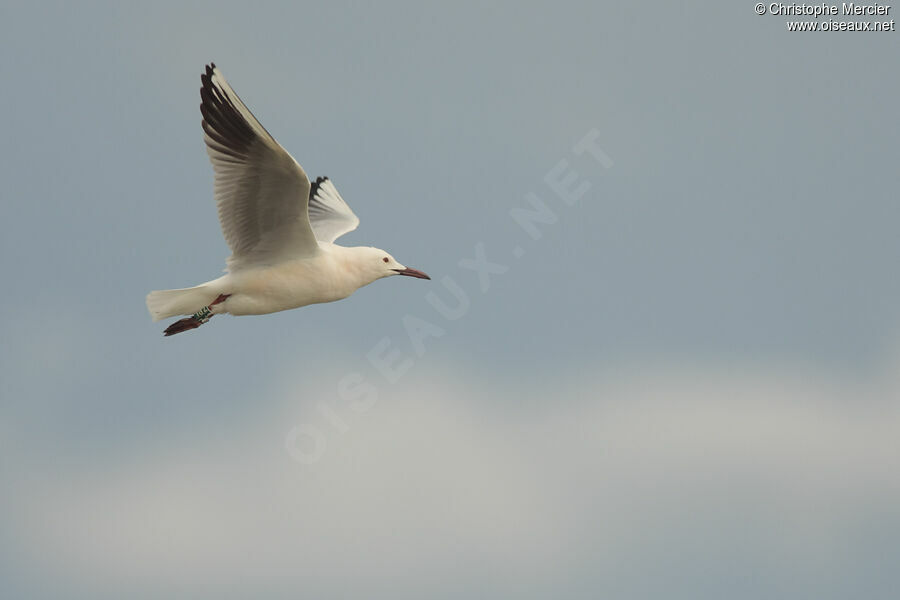 Slender-billed Gull