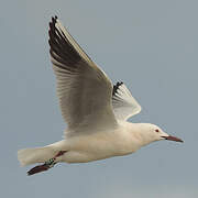 Slender-billed Gull