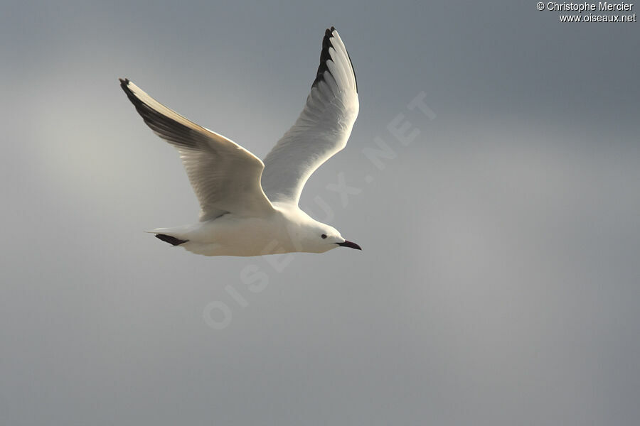 Slender-billed Gull