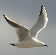 Slender-billed Gull