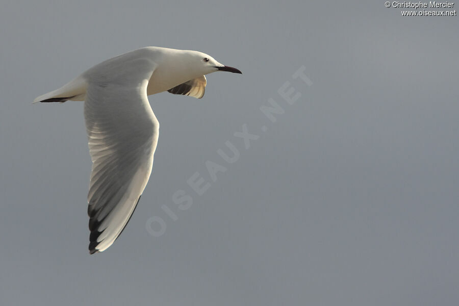 Slender-billed Gull