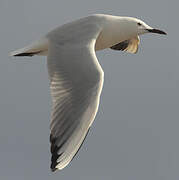 Slender-billed Gull