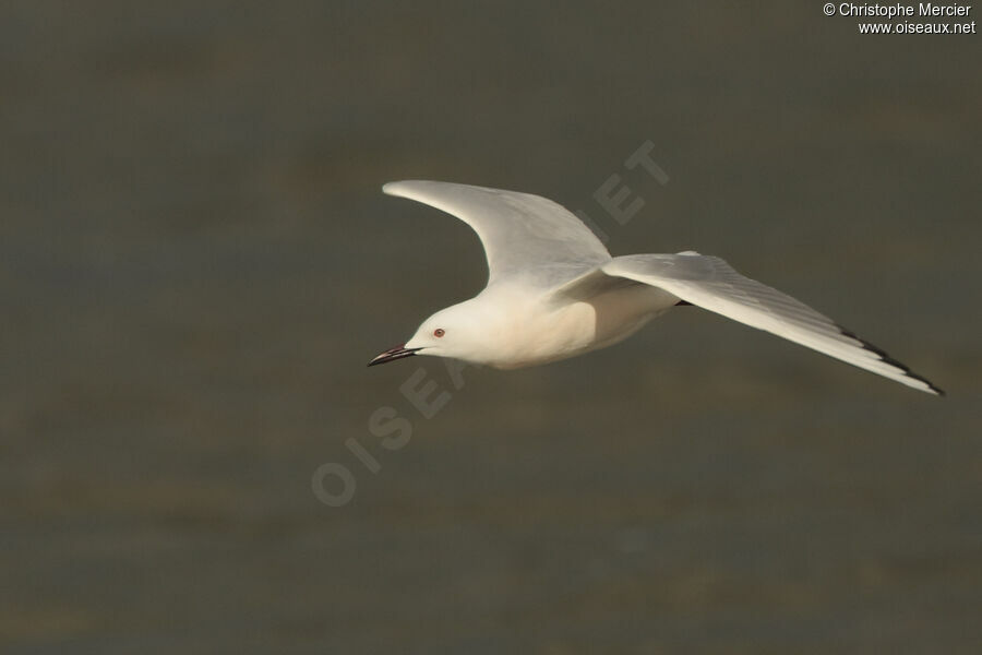 Slender-billed Gull