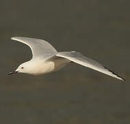 Slender-billed Gull