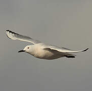 Slender-billed Gull