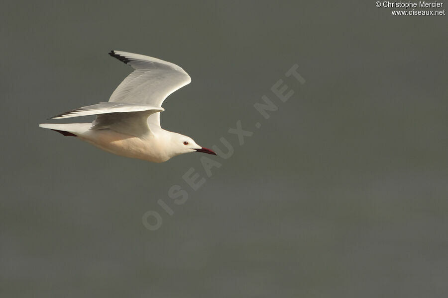 Slender-billed Gull