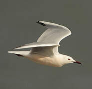 Slender-billed Gull