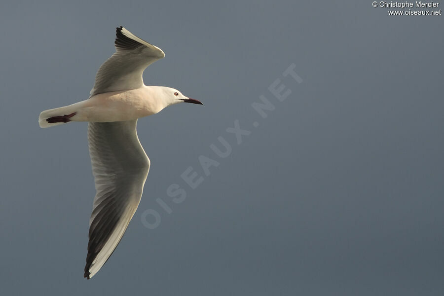 Slender-billed Gull