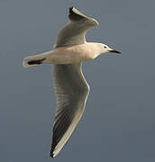 Slender-billed Gull