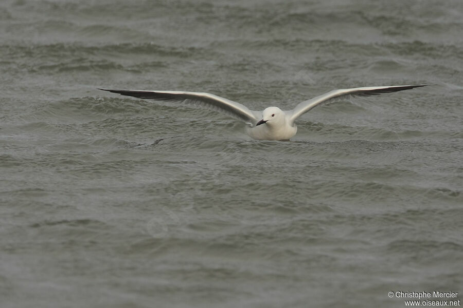 Slender-billed Gull