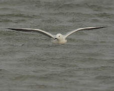 Slender-billed Gull