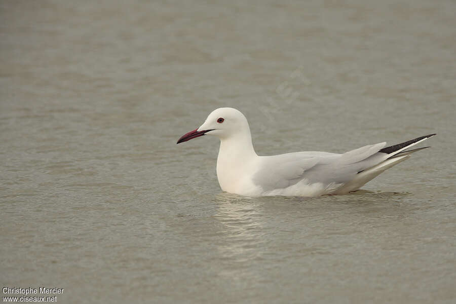 Slender-billed Gulladult breeding, swimming